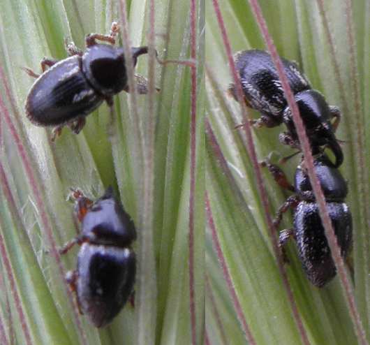 Pachytychius hordei